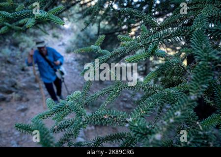 Nativo, e Pinsapo particolare albero, (Abies pinsapo), Pinsapar, in zona chiamata El Juanar, Sierra de las Nieves Parco Nazionale, Malaga, Spagna Foto Stock