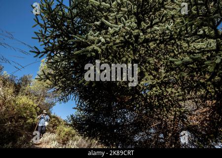 Nativo, e Pinsapo particolare albero, (Abies pinsapo), Pinsapar, in zona chiamata El Juanar, Sierra de las Nieves Parco Nazionale, Malaga, Spagna Foto Stock