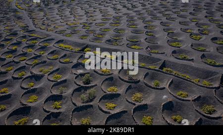 Vinery, la Geria, Lanzarote, Isole Canarie, Spagna Foto Stock