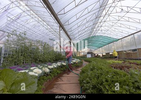 Chiang mai, Thailandia. 09th Jan, 2022. La donna inacqua le verdure al Royal King's Agricultural Project Center a Chiang mai, che ha sostenuto gli agricoltori 'hilltribe' per passare dalla coltivazione di oppio a colture legali in crescita. Le comunità di Lahu e Hmong sono due dei gruppi etnici minoritari classificati come "tribù delle colline" in Thailandia. Originalmente dal Tibet e dalla Cina, vivono nei villaggi nelle province settentrionali montane di Chiang mai e Chiang Rai. (Foto di Ana Norman Bermudez/SOPA Images/Sipa USA) Credit: Sipa USA/Alamy Live News Foto Stock