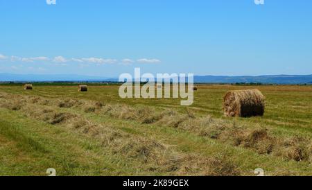 Balle di fieno di erba secca falciata pressate in rotoli, accanto a andane di fieno, su terreni agricoli nella campagna in Transilvania, Romania Foto Stock