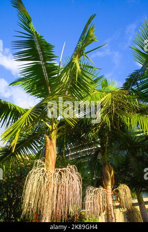 Portogallo, Madeira, Funchal, Hotel zone, Palms, Foto Stock