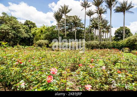 Bogota Colombia, Engativa Calle 63 Jardin Botanico de Bogota¡ Jose Celestino Mutis Giardino Botanico, mostra mostre collezione piante rose fiore Foto Stock