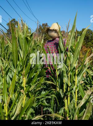 Un spaventapasseri in un campo di mais Foto Stock