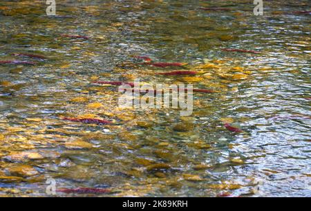 Salmone di Sockeye che si rifalla in acque poco profonde. Salmone Sockeye nuotare sul fiume Adams per generare. British Columbia, Canada. Foto Stock