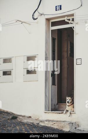 Uno scatto verticale di un ingresso di casa residenziale con pareti bianche in gesso e casseforti con contatori di elettricità, e un cane che posa sul portico in una porta Foto Stock