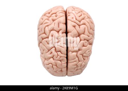 Cervello umano, illustrazione Foto Stock