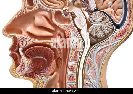 Sezione trasversale di una testa umana, illustrazione Foto Stock