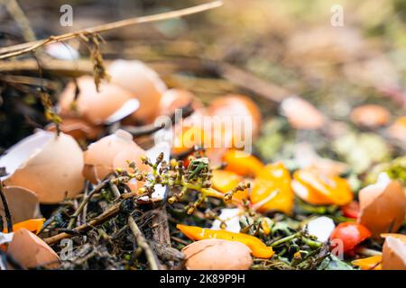 Primo piano di un mazzo di uve su un cumulo di compost. I rifiuti organici e alimentari vengono trasformati in fertilizzanti per il terreno Foto Stock