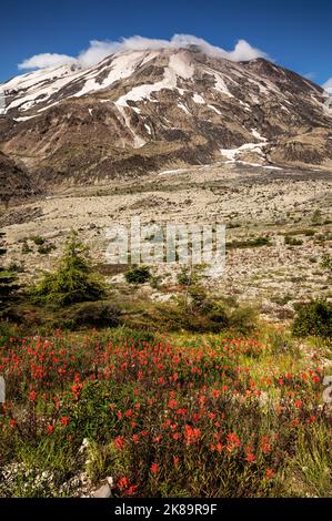 WA22487-00...WASHINGTON - Pennello fiorito su una collina sopra le pianure di Abraham alla base di una nube capped il Monte St. Helens. Foto Stock