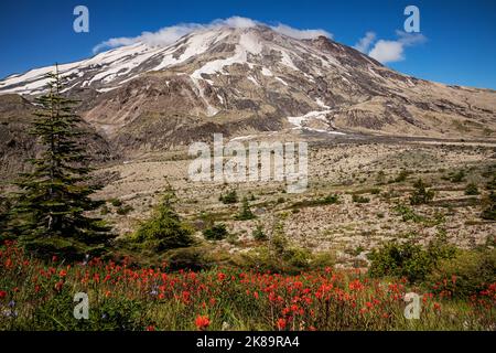 WA22488-00...WASHINGTON - Pennello fiorito su una collina sopra le pianure di Abraham alla base di una nube capped il Monte St. Helens. Foto Stock