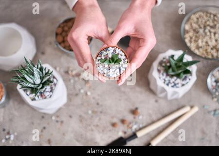 Donna in possesso di vaso succulento haworthia pianta in plastica marrone Pot Foto Stock