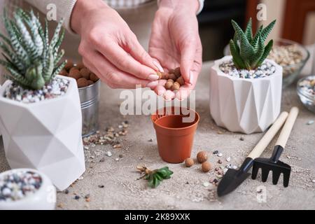 Donna che mette l'argilla espansa in vaso di plastica marrone per piantare haworthia succulente Foto Stock