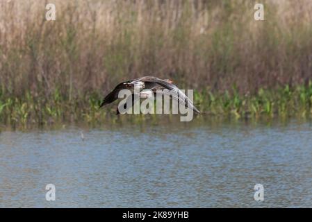 L'oca di Greylag, Anser anser. Foto scattata nel bacino del Vicario, provincia di Ciudad Real, Spagna Foto Stock