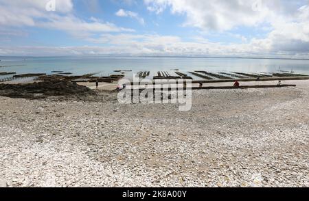 Molte colture di ostriche nel mare vicino alla città di Cancale in Francia con la bassa marea Foto Stock