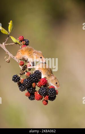 Raccogliere il topo Micromys minutus, 2 adulti in piedi su fusto di mora con more, Suffolk, Inghilterra, ottobre, condizioni controllate Foto Stock