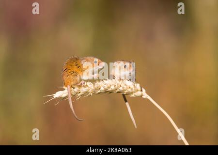 Raccogliere il topo Micromys minutus, 2 adulti in piedi sul grano, 1 alimentazione sul grano, Suffolk, Inghilterra, agosto, condizioni controllate Foto Stock