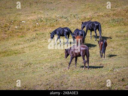 Una mandria di cavalli pascola nei prati delle montagne del Caucaso Foto Stock