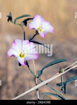 due fiori bianchi e viola Foto Stock