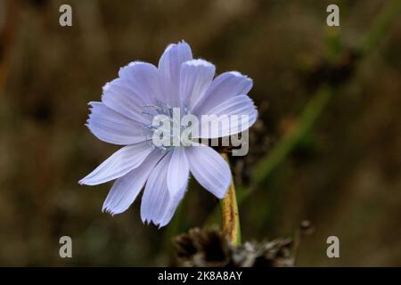 Fiore azzurro chiaro di cicoria comune (Cichorium intybus) primo piano Foto Stock