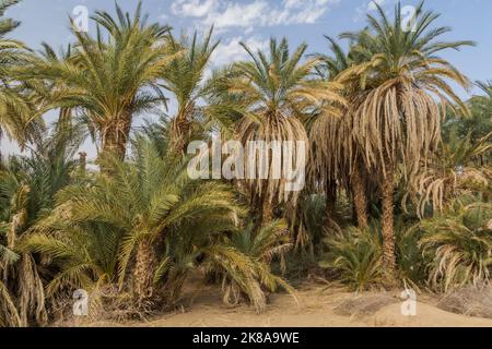 Palme lungo il fiume Nilo vicino Abri, Sudan Foto Stock