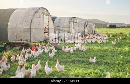 Il pollame più pregiato nel paese. Polli e un henhouse in una fattoria. Foto Stock