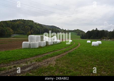 Balle di fieno in involucro di plastica impilate tra un campo e un prato da pascolo. Alcuni di essi sono sparsi sul prato. Foto Stock