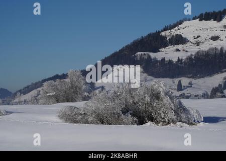 Ripide colline di alpi e cespugli ricoperti di spesso strato di ghiaccio e neve nella stazione sciistica di Studen, Canton Schwyz. Foto Stock