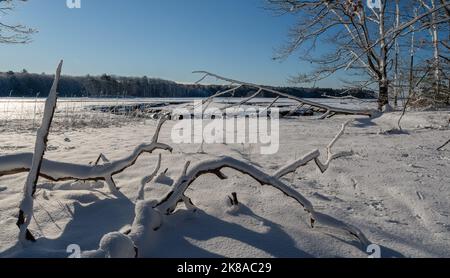 Una giornata invernale nella palude di Scarborough, Maine Foto Stock