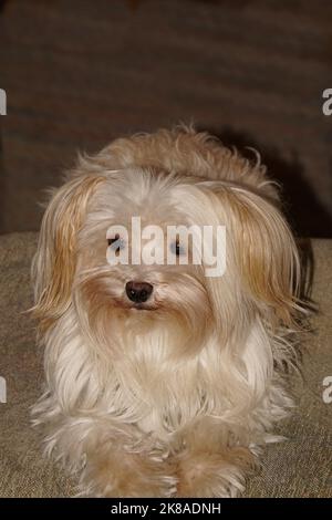 Jeany - Yorkshire Terrier inferno Foto Stock