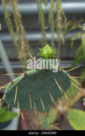 vista ravvicinata dell'opuntia engelmannii germogliare in procinto di fiorire Foto Stock