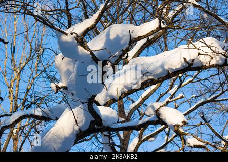 Grande strato di neve su rami di quercia Foto Stock