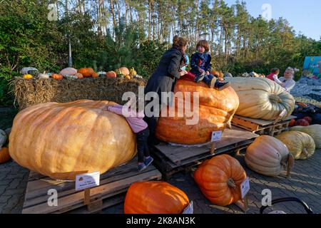 Kuerbisausstellung auf dem Spargelhof Klaistow | Pumkins Show Klaistow, Brandenburg Foto Stock