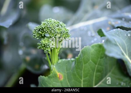 Primo piano del bambino germogliare Broccoli crescere su un allotment in estate Foto Stock
