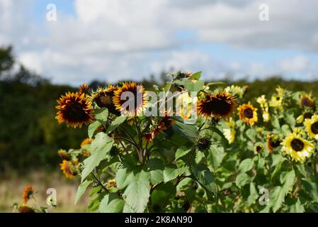 Una varietà di girasoli arancioni e gialli che crescono su un allotment al sole Foto Stock