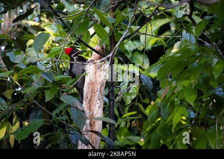 Picchio di Guayaquil negli alberi della foresta amazzonica Foto Stock