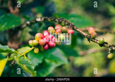 I chicchi di caffè maturano in una pianta da caffè in un'azienda agricola biologica Foto Stock