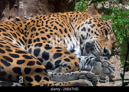 Grande giaguaro maschio in gabbia dello zoo in Chiapas, Messico. Gatto grande (Panthera onca) prendendo un pisolino in recinto Foto Stock