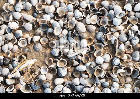 Diversi tipi di conchiglie sulla spiaggia di Texel. Foto Stock