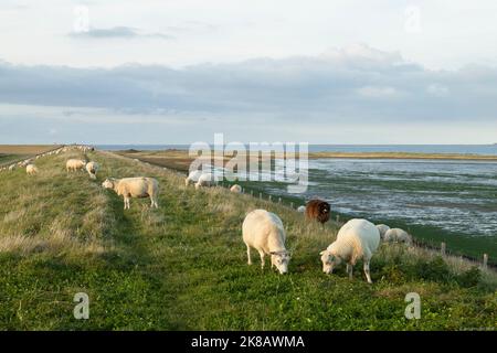 Pecore pascolano sulla diga lungo la costa vicino al villaggio di De Cocksdorp sull'isola Wadden di Texel, Paesi Bassi. Foto Stock