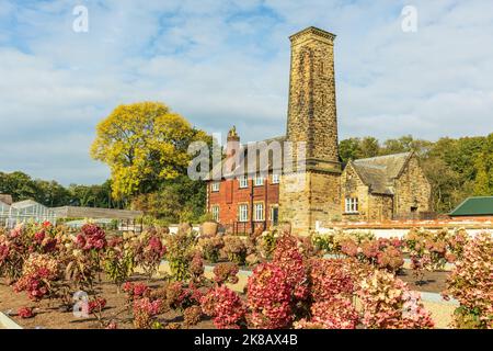 Piccoli arbusti di idrangea di colore autunnale piantati di fronte a un vecchio edificio in mattoni con alta torre il Bothy presso i giardini RHS Bridgewater, Regno Unito. Foto Stock