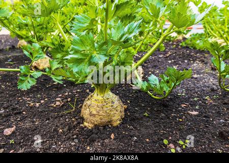 Sedano Apium graveolens maturo per la raccolta, crescendo nel cerotto vegetale. Foto Stock