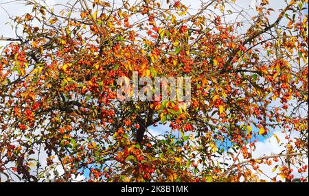 Granchio mela albero ornamentale con mele in autunno Foto Stock