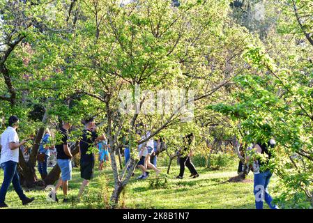 Turisti che camminano un albero di ciliegio, in festa di fiore di ciliegio in Brasile, tour tropicale Foto Stock