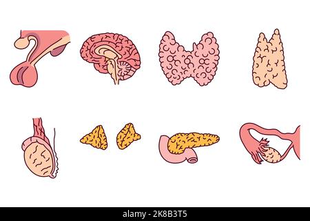 Icona della linea del colore dei ghiandole. Sistema endocrino. Pittogramma per la pagina Web Illustrazione Vettoriale