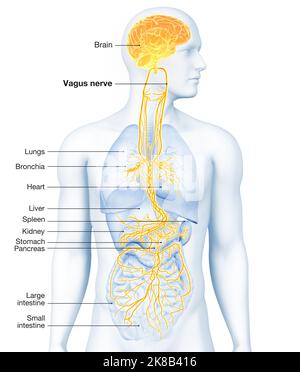 3D illustrazione che mostra il cervello attivo e il nervo vagale energetico (decimo nervo cranico o CN X) Foto Stock