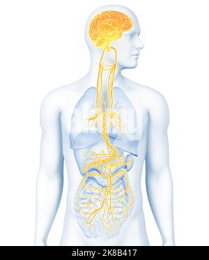 3D illustrazione che mostra il cervello attivo e il nervo vagale energetico (decimo nervo cranico o CN X) Foto Stock