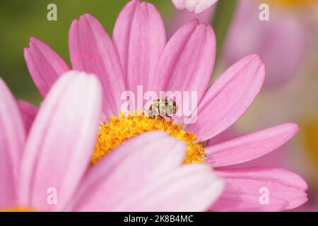 Primo piano colorato su un piccolo coleottero Anthrenus pimpinellae su un fiore rosa di Cosmos bipennatus Foto Stock