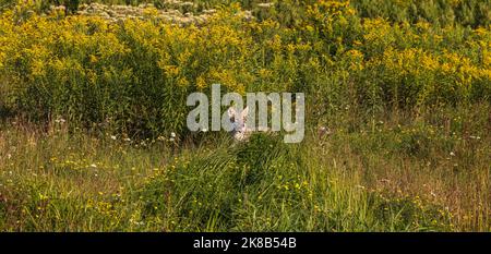 Coyote nel Wisconsin settentrionale. Foto Stock