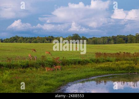 Cervi dalla coda bianca che pascolano in un campo agricolo nel Wisconsin settentrionale. Foto Stock